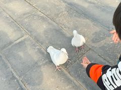 -天津妈祖文化园