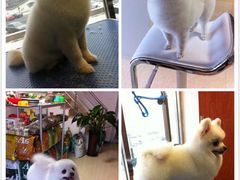 -派多格宠物(鼓楼店)