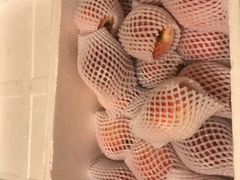 -菜园坝水果市场