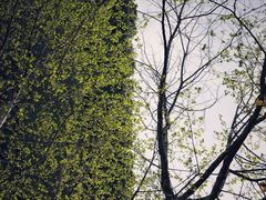 -新虹桥中心花园
