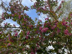 -长白岛森林公园