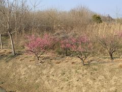 -嘉北郊野公园