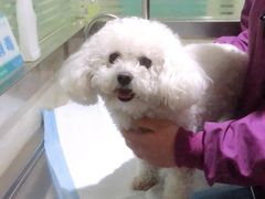 -暖阳宠物医院·犬猫康复中心·骨科