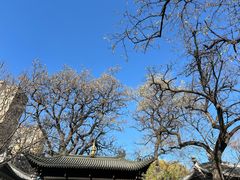 -护国法轮寺