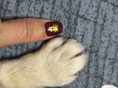 -彩虹桥宠物火化殡葬善终服务(金乐大厦店)