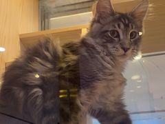 -爪爪喵星球·猫舍(前海卓越店)