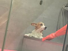 -宠福鑫康馨动物医院·骨科·眼科