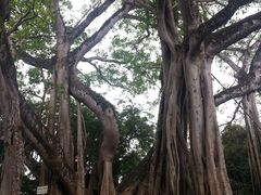 -瑞丽独树成林风景区