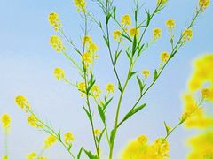 -西京湾花海