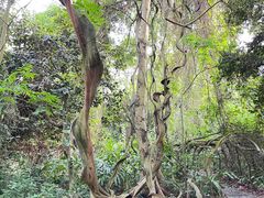 -广西壮族自治区药用植物园