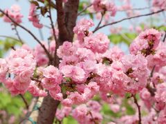 -天适樱花悠乐园