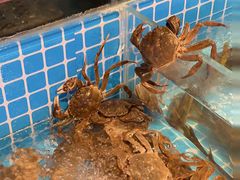 -焰江山海鲜牛排烤肉自助(锦华万达二星店)