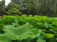 -秋霞圃