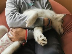 -Husky Go! 哈士奇体验馆·宠物咖啡厅狗咖