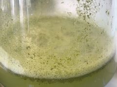 -Sultan pakistan苏单巴基斯坦