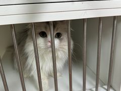 -十月米努特矮脚猫舍