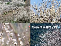 -广州市流溪河国家森林公园