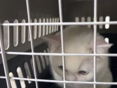-瑞鹏瑞爱宠物医院·全科·猫科·血液透析中心(龙头寺店)