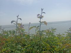 -贡湖湾湿地公园