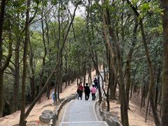 -阳台山森林公园