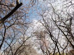 -桃花堤公园