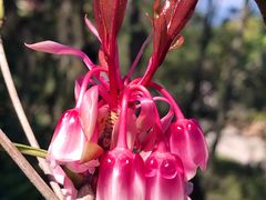 -梧桐山风景名胜区