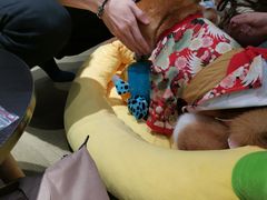 -逗柴咖啡屋·狗咖猫咖宠物桌游