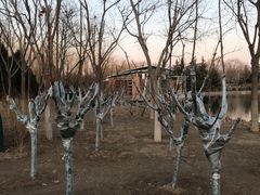 -大兴滨河森林公园