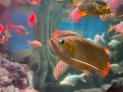 -上海海洋水族馆