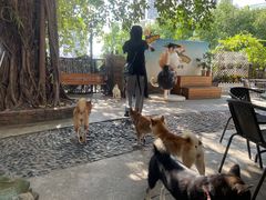 -柴犬高等学院·狗咖·柴犬售卖·宠物训练