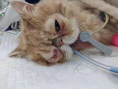 -爱侣宠医·鹦鹉专科·小型哺乳类·异宠专科(灵石路店)