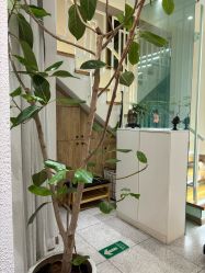 -薇薇安花系SPA