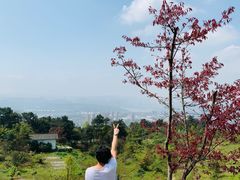 -铁山坪森林公园