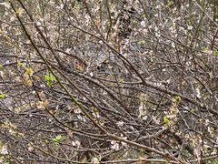 -广州市流溪河国家森林公园