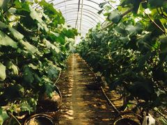 -马陆小张葡萄园农家乐