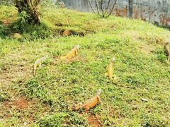 -海南热带野生动植物园