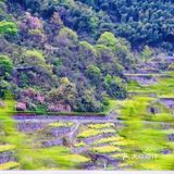 余姚【景】在出山路的那一处偶遇的油菜花田