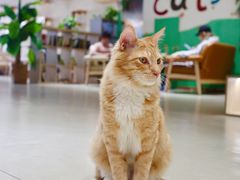 -藏猫猫咖啡主题馆(中央大道店)