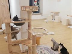 -有喵·猫咖·狗咖·30几只猫10只小狗(岗厦店)