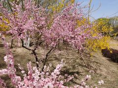 -大兴滨河森林公园