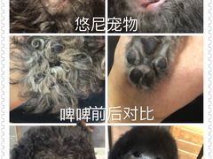 -悠尼宠物·独立低压伊珊娜洗护·美容·寄养(兰谷路店)