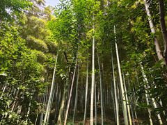 -上海佘山国家森林公园天马山园