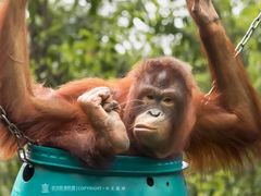 -广州长隆野生动物世界