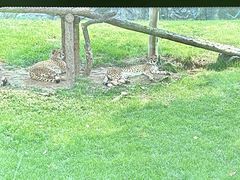 -北京野生动物园