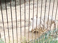 -青岛森林野生动物世界