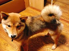 -柴务处·柴犬主题狗咖