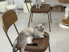 -共舞时光猫咖·狗咖(新街口店)