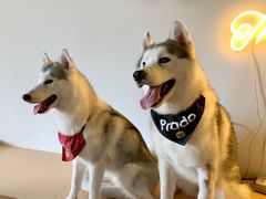 -Husky Go! 哈士奇体验馆·宠物咖啡厅狗咖