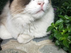 -喵屿·大理花园猫咖