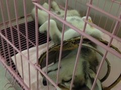 -瑞鹏宠物医院·骨科·猫科·内科(第一中心)